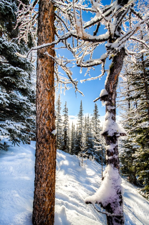 Do the trees freeze too by DLPSquared